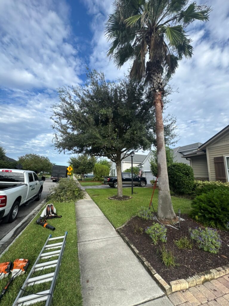 tree removal services