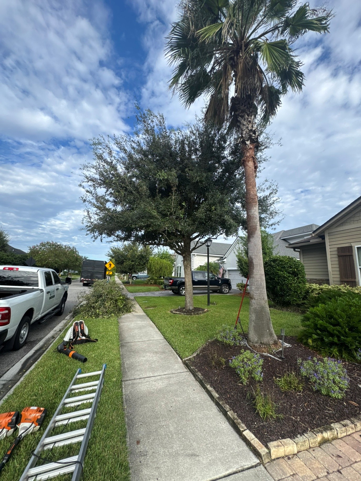 tree removal services