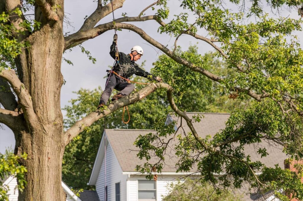 pruning services Saint Johns FL